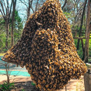 Bee Swarm Removal Bee Swarm Removal